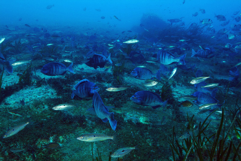 Spondyliosoma cantharus  in riproduzione
